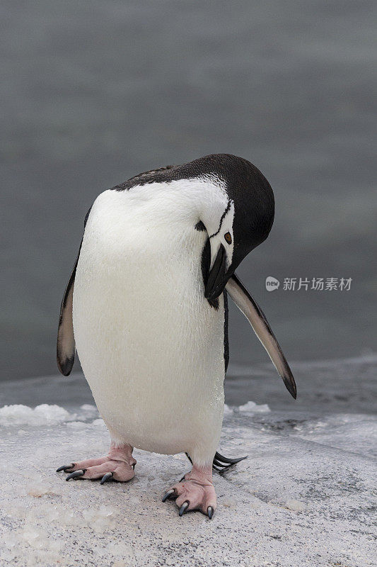 南极企鹅(Pygoscelis antarctic) -南极洲